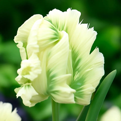 Bulbi de Lalele Super Parrot 5 Bucati