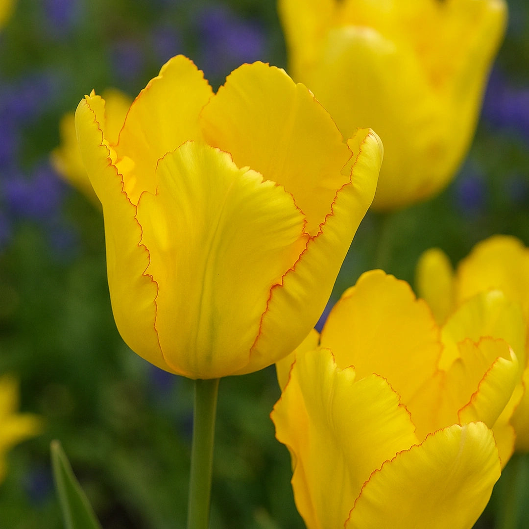 Bulbi de Lalele Texas Gold  5 Bucati