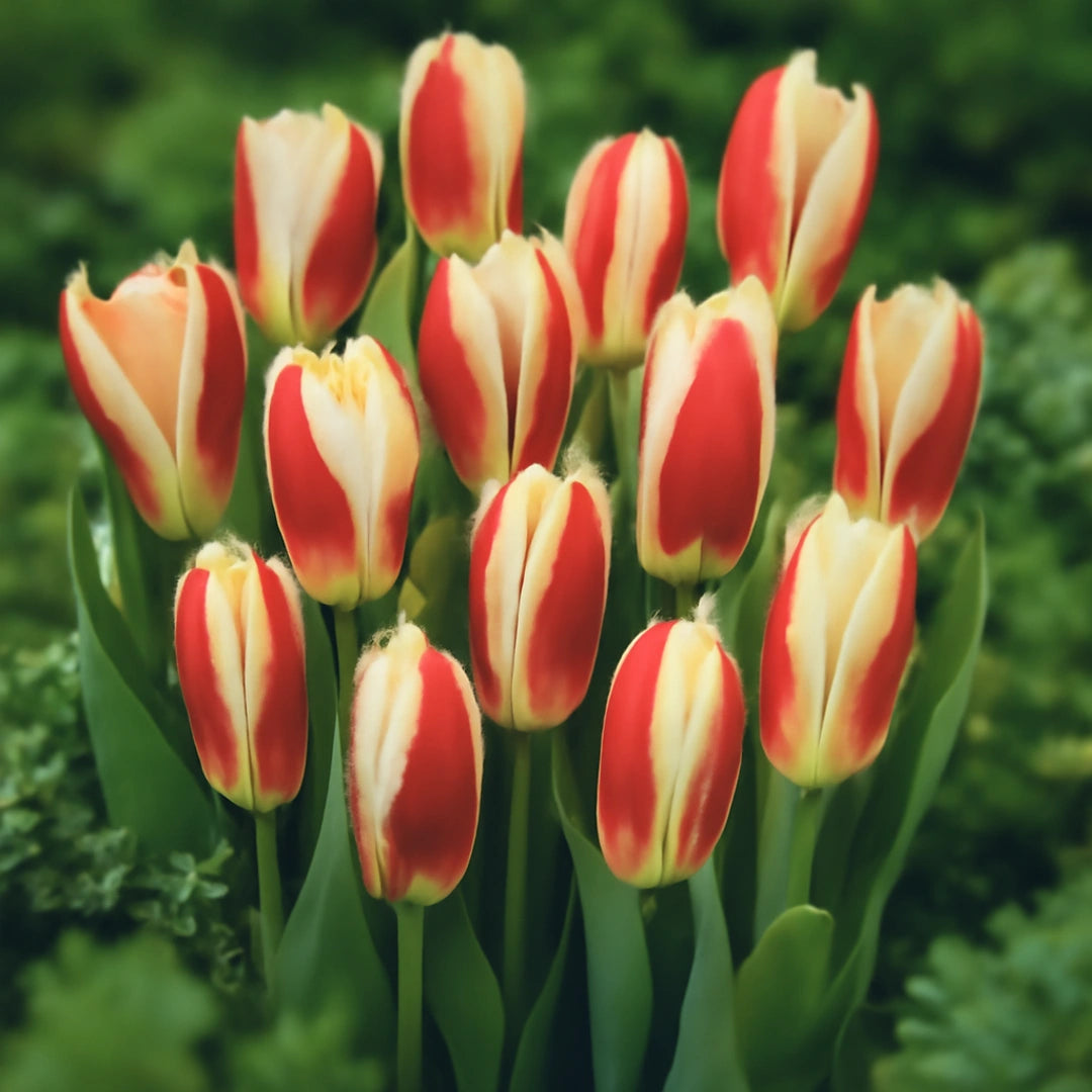 Bulbi de Lalele The First  5 Bucati