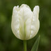 Bulbi de Lalele White Parrot 5 Bucati
