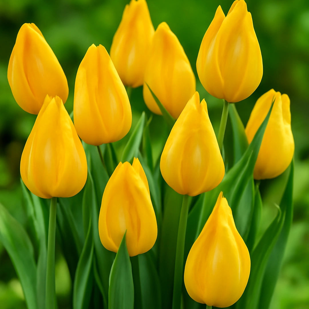 Bulbi de Lalele Yokohama 5 Bucati