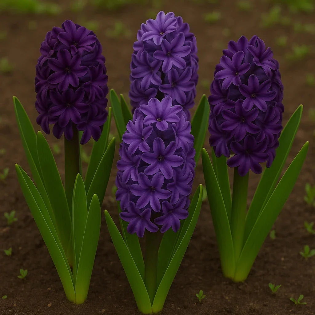 Bulbi de Zambile Amethyst