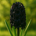 Bulbi de Zambile Black