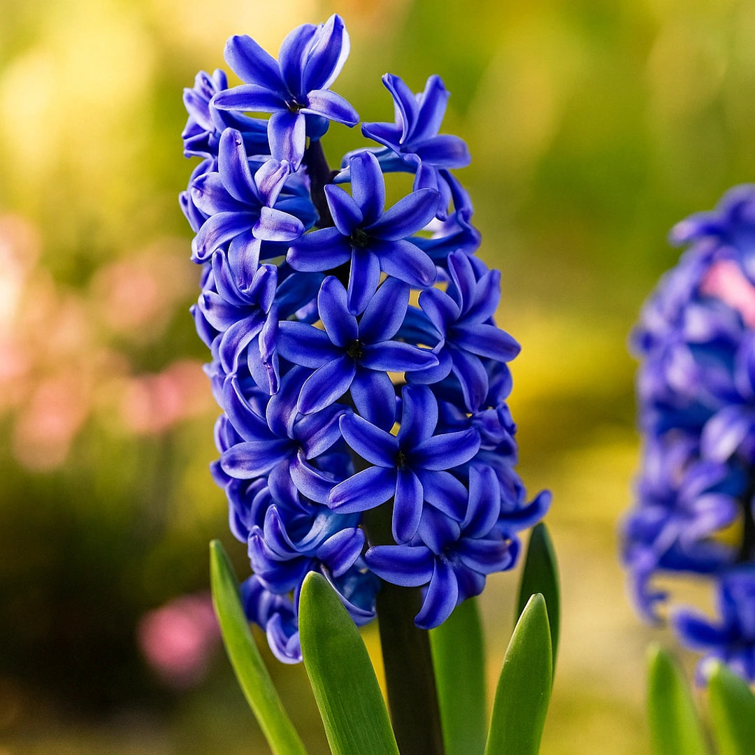 Bulbi de Zambile Blue Trophy