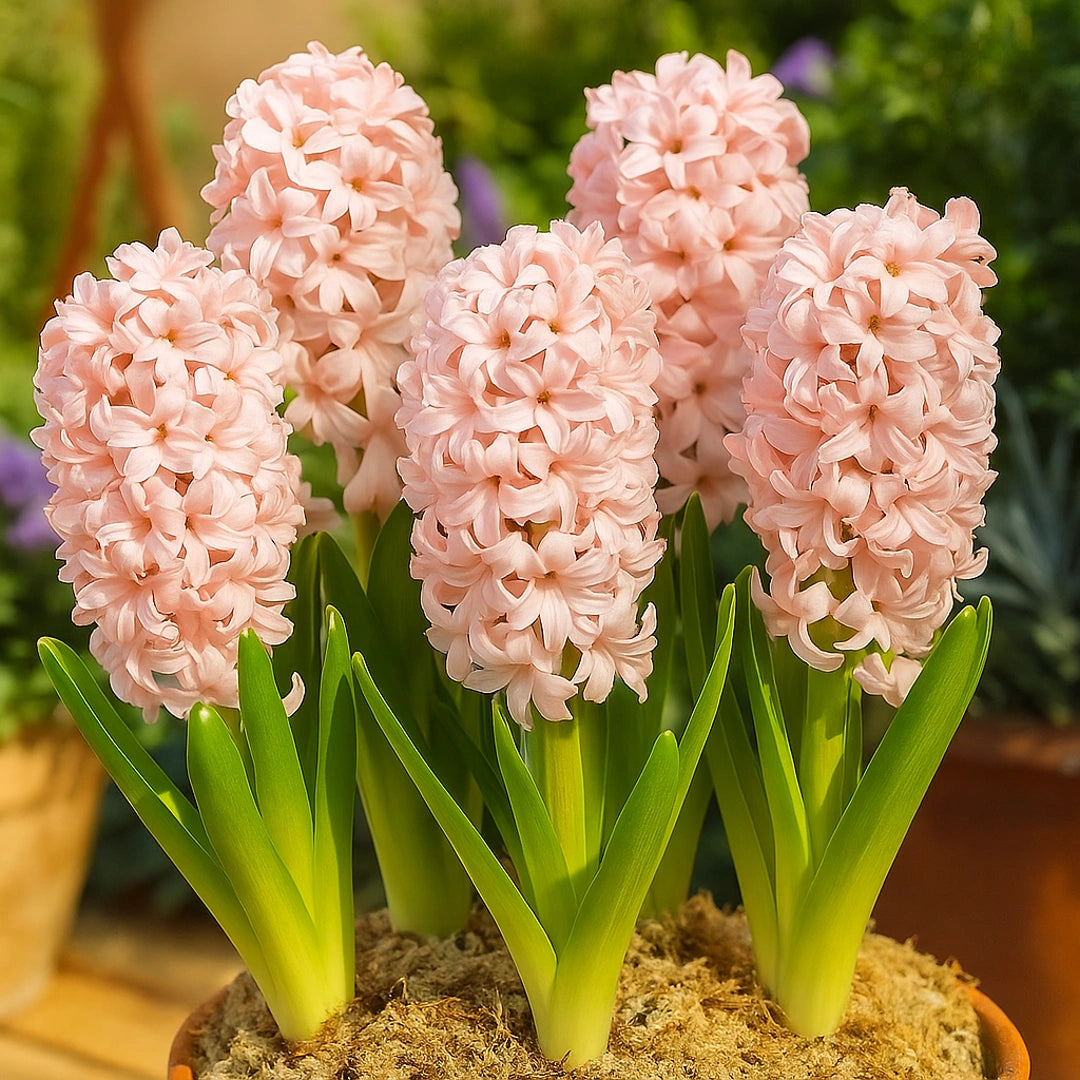 Bulbi de Zambile China Pink