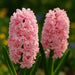 Bulbi de Zambile Double Pink