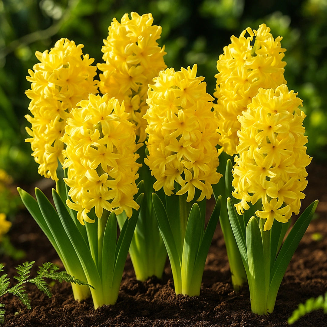 Bulbi de Zambile Gipsy Princess