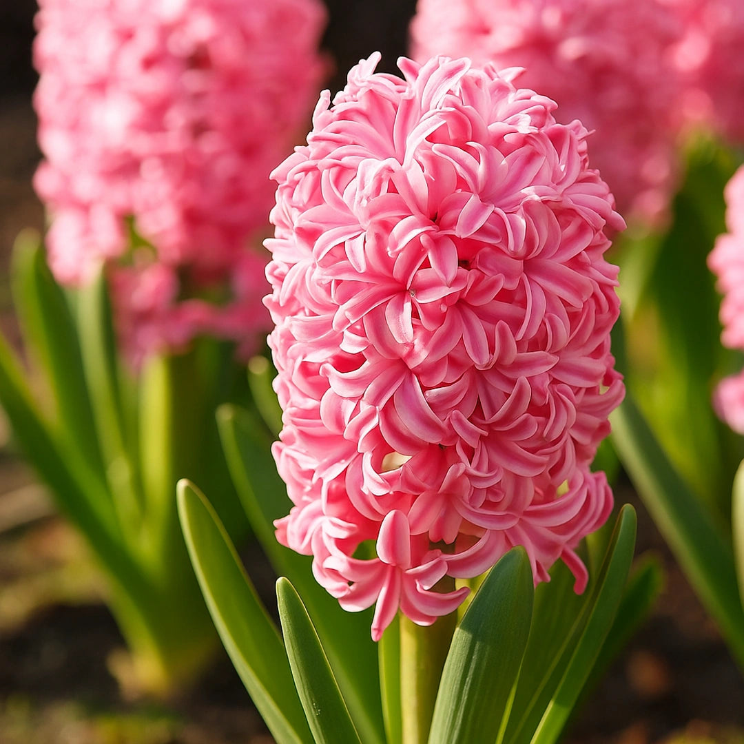 Bulbi de Zambile Pink Pearl