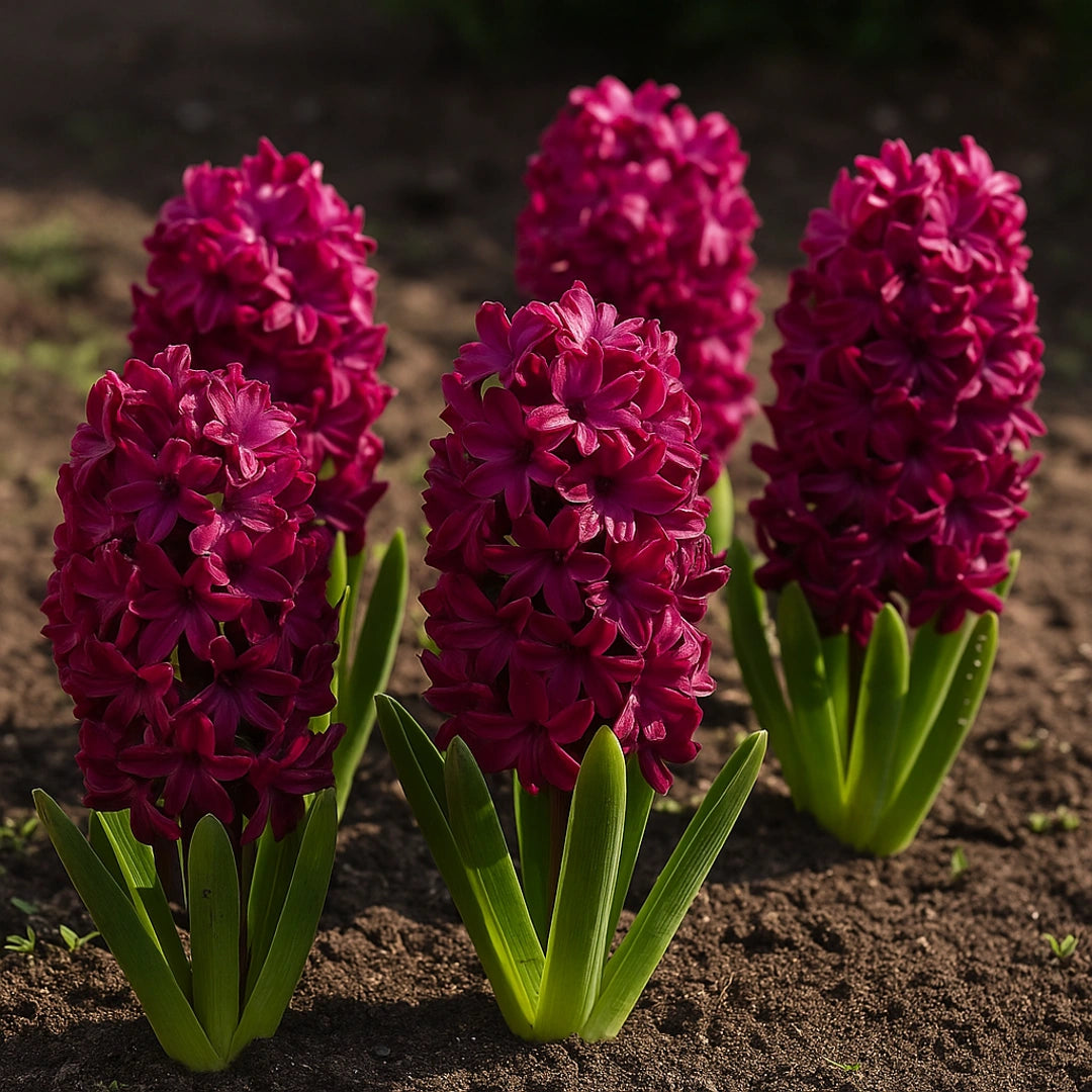 Bulbi de Zambile Woodstock