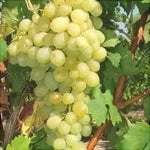 Butas Vita de Vie de Masa "Afuz Ali", 1 Bucata