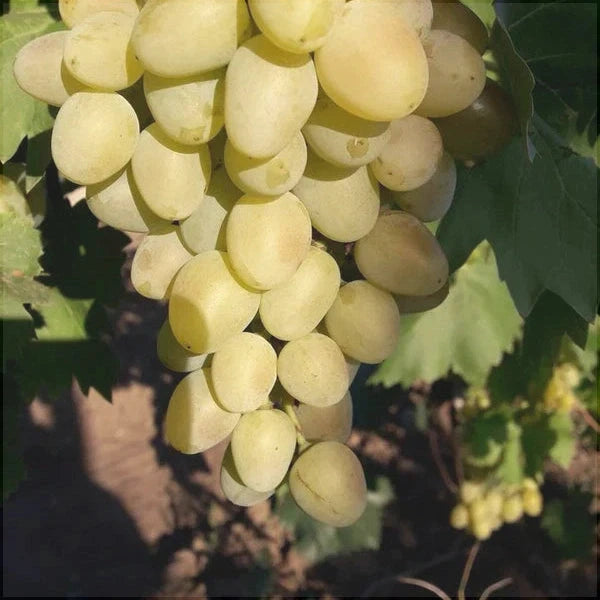 Butas Vita de Vie de Masa "Belgrad Seedless", 1 Bucata