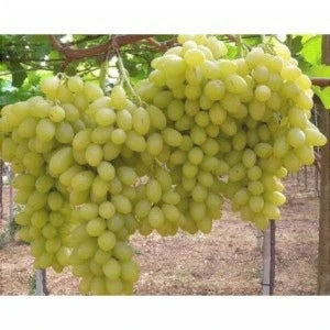 Butaș Viță de Vie de Masă "Belgrad Seedless"