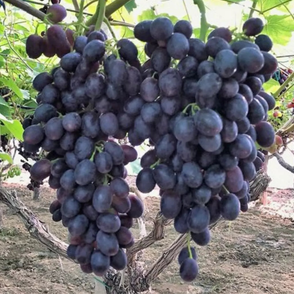 Butas Vita de Vie de Masa "Black Magic", 1 Bucata