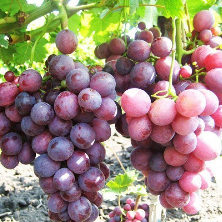 Butas Vita de Vie de Masa "Cardinal", 1 Bucata