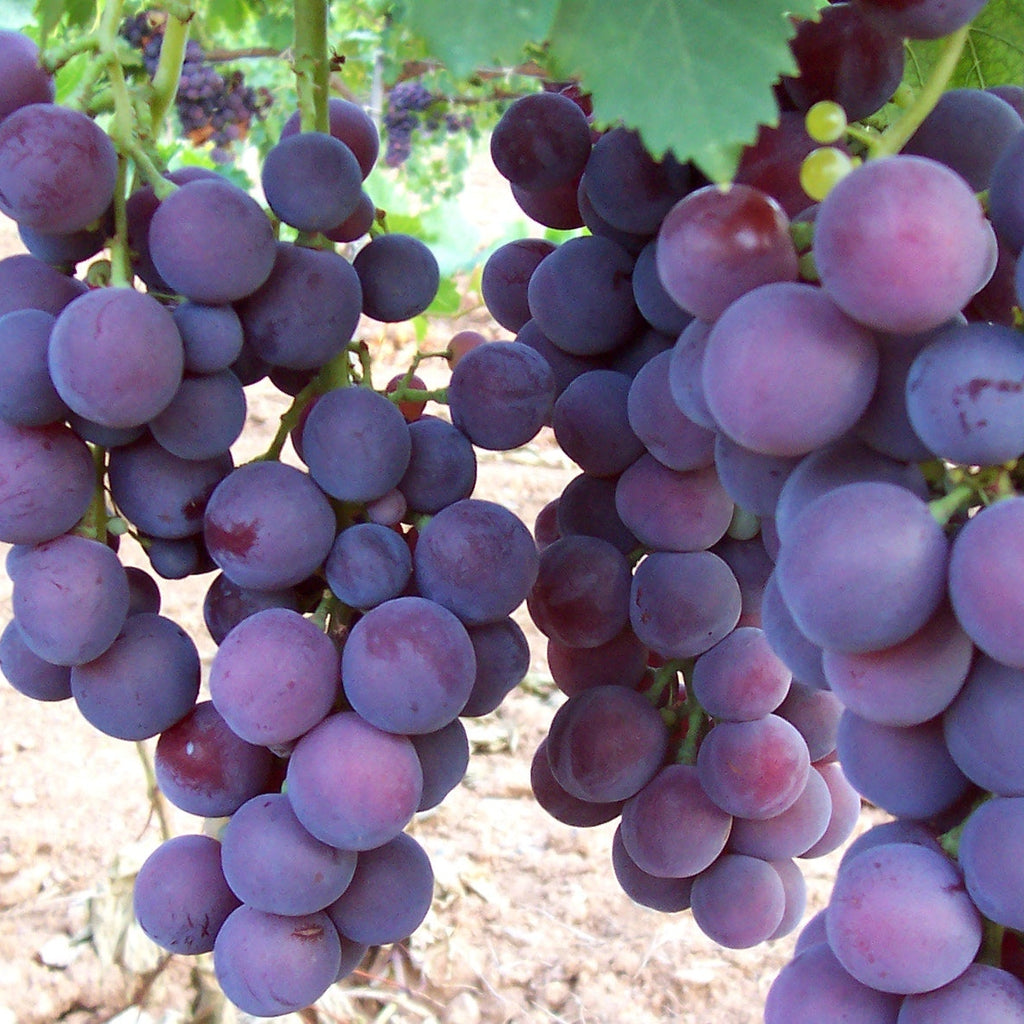 Butas Vita de Vie de Masa "Cardinal", 1 Bucata