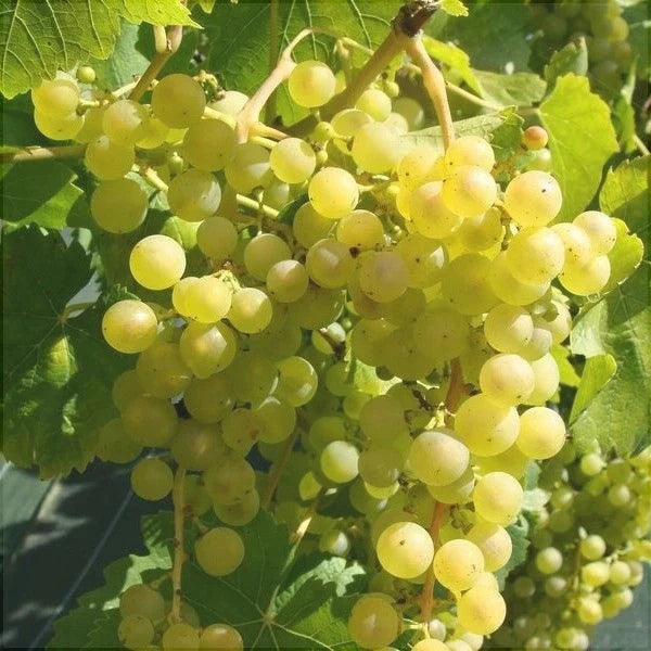 Butaș Viță de Vie de Masă "Chasselas Dore"