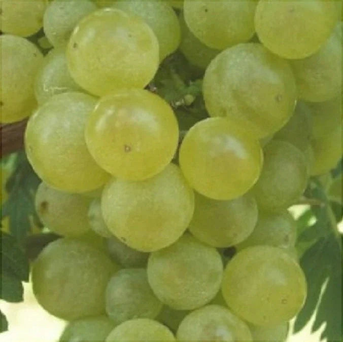 Butaș Viță de Vie de Masă "Chasselas Dore"