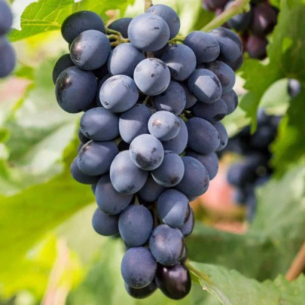 Butaș Viță de Vie de Masă "Coarna Neagră"
