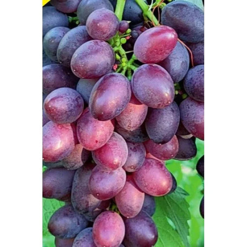 Butaș Viță de Vie de Masă "Coarna Neagră"