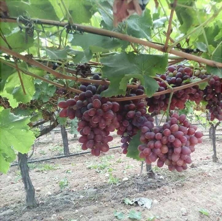 Butas Vita de Vie de Masa "Crimson Seedless", 1 Bucata