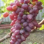 Butas Vita de Vie de Masa "Crimson Seedless", 1 Bucata