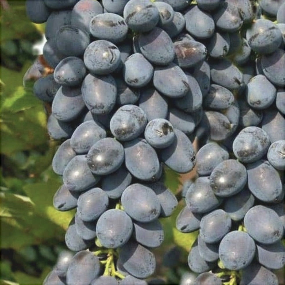 Butas Vita de Vie de Masa "Jupiter Canadice", 1 Bucata