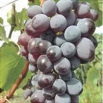 Butas Vita de Vie de Masa "Jupiter Canadice", 1 Bucata