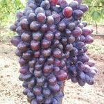 Butas Vita de Vie de Masa "Jupiter Canadice", 1 Bucata