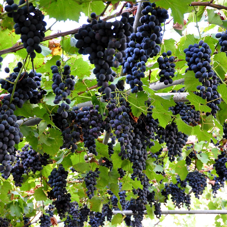 Butas Vita de Vie de Masa "Moldova", 1 Bucata