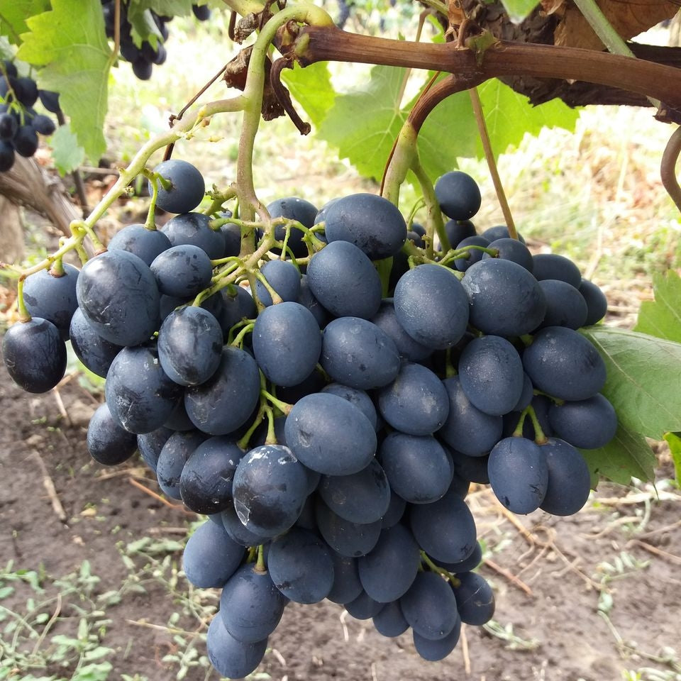 Butas Vita de Vie de Masa "Moldova", 1 Bucata