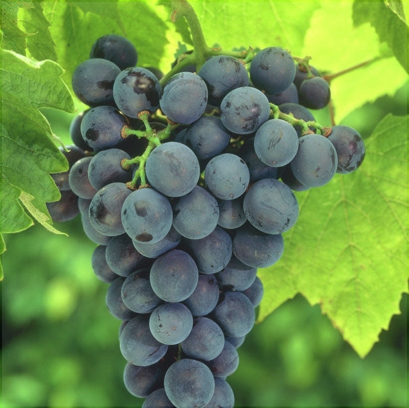 Butas Vita de Vie de Masa "Muscat de Adda", 1 Bucata