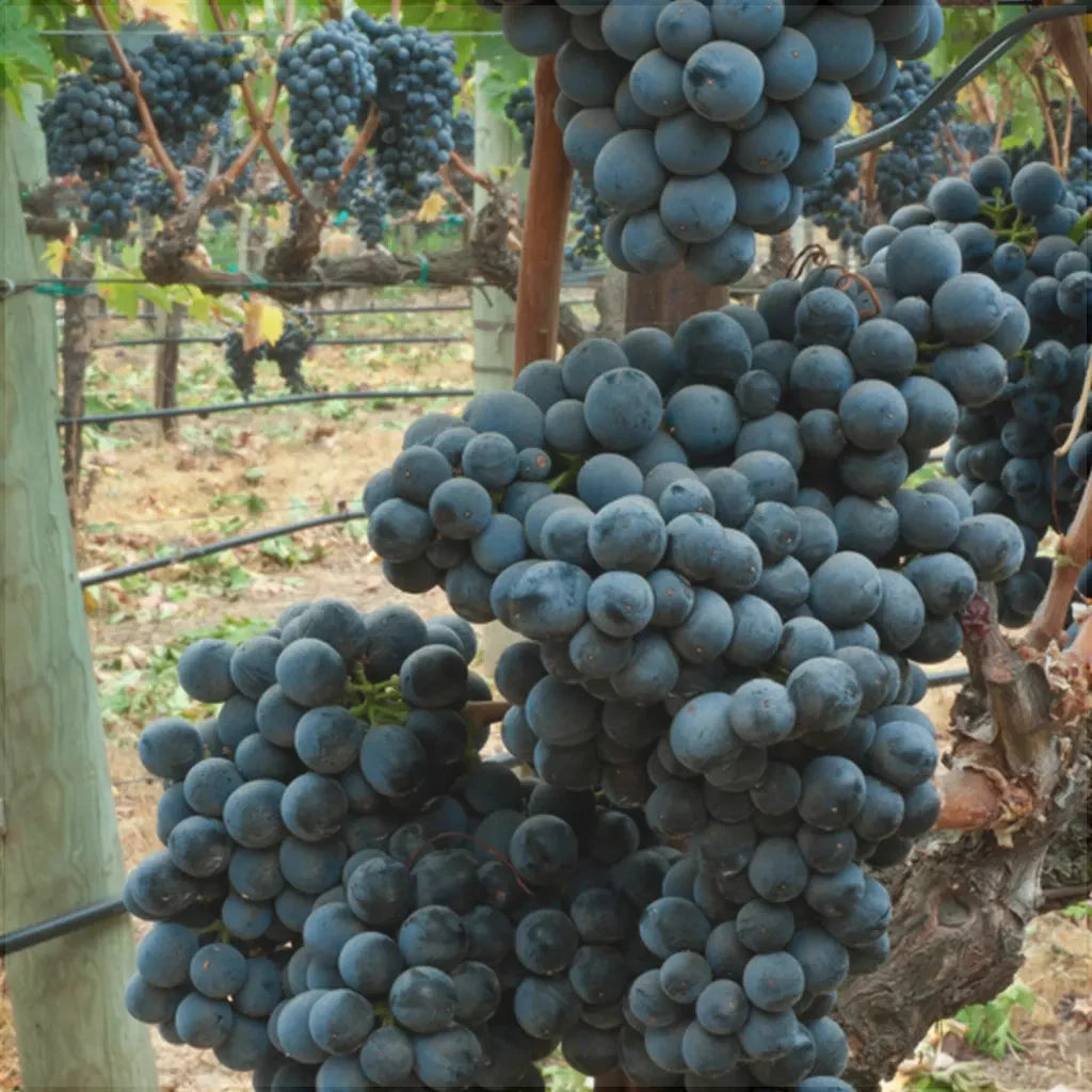 Butas Vita de Vie de Masa "Muscat de Hamburg", 1 Bucata