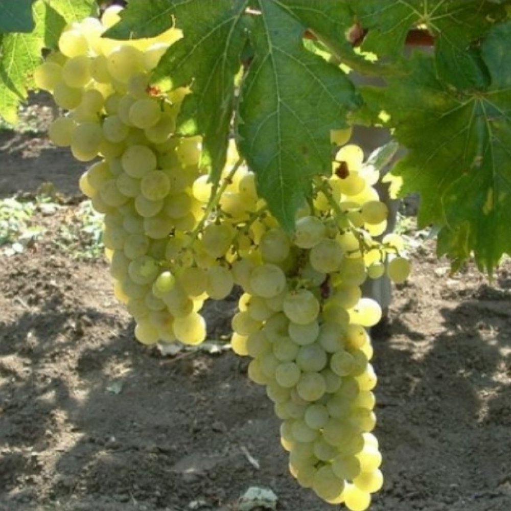 Butas Vita de Vie de Masa "Muscat de Poloskei", 1 Bucata