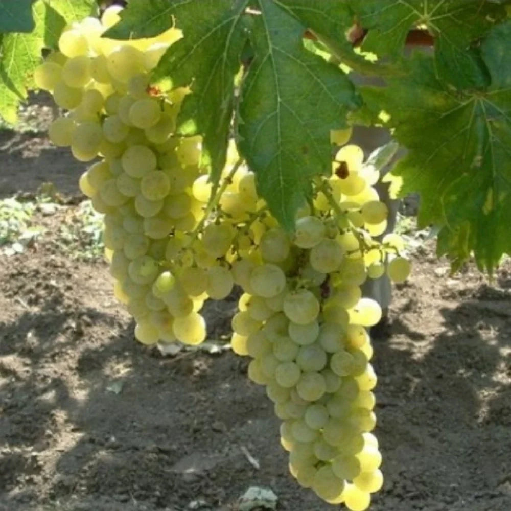 Butaș Viță de Vie de Masă "Muscat de Poloskei"