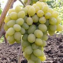 Butas Vita de Vie de Masa "Prezentabil", 1 Bucata