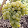 Butaș Viță de Vie de Masă "Prezentabil"