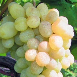 Butaș Viță de Vie de Masă "Prezentabil"