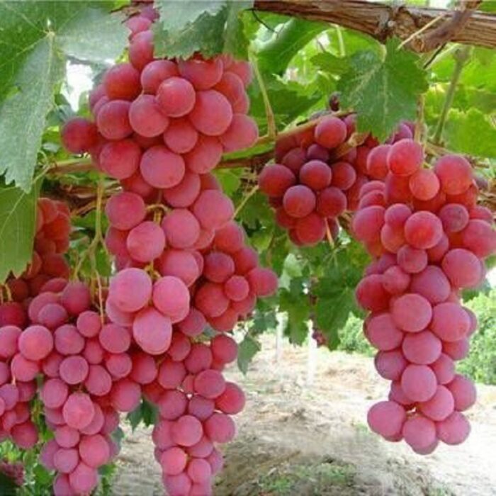 Butas Vita de Vie de Masa "Red Globe", 1 Bucata