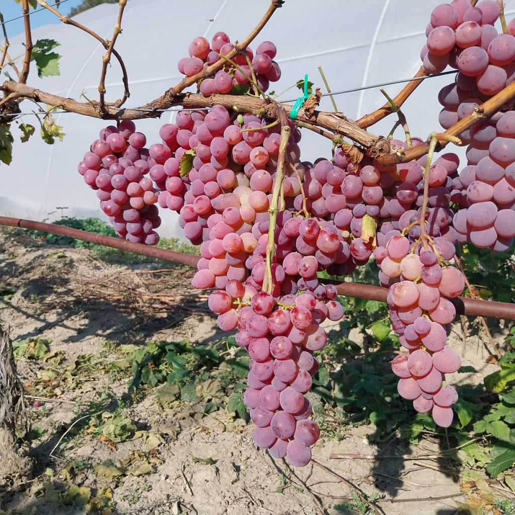 Butas Vita de Vie de Masa "Red Globe", 1 Bucata