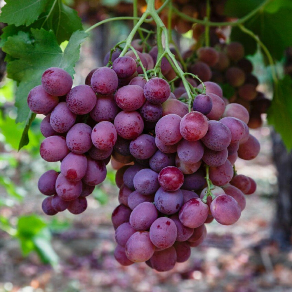 Butas Vita de Vie de Masa "Red Globe", 1 Bucata