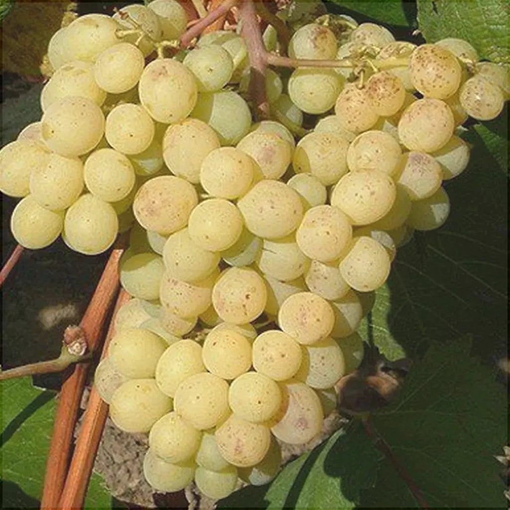 Butas Vita de Vie de Masa "Regina Viilor", 1 Bucata