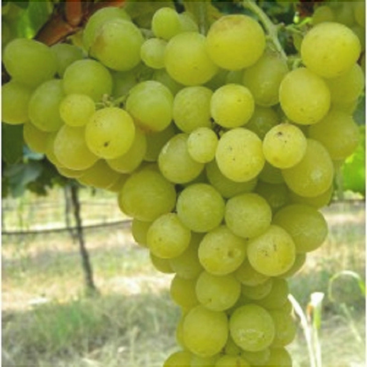 Butas Vita de Vie de Masa "Regina Viilor", 1 Bucata