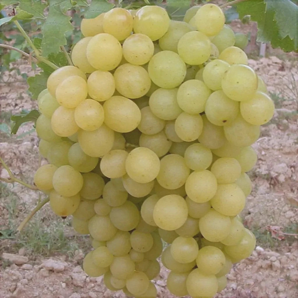 Butas Vita de Vie de Masa "Regina Viilor", 1 Bucata