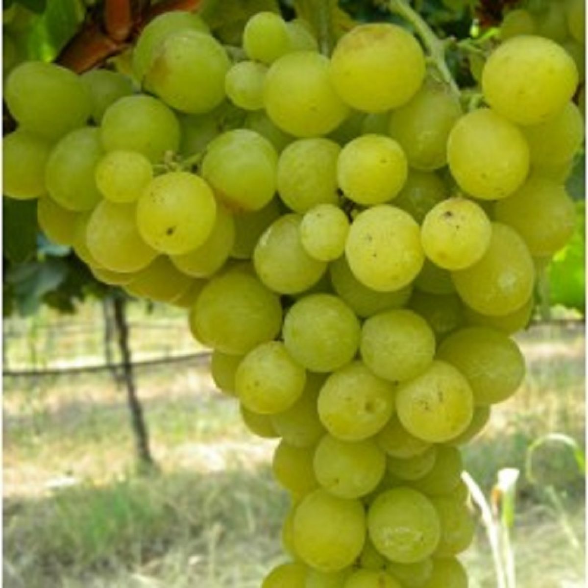 Butas Vita de Vie de Masa "Sultanina", 1 Bucata