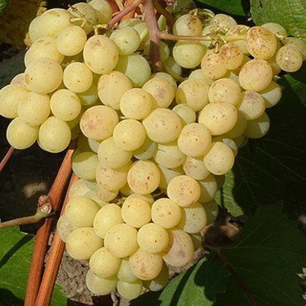 Butas Vita de Vie de Masa "Sultanina", 1 Bucata