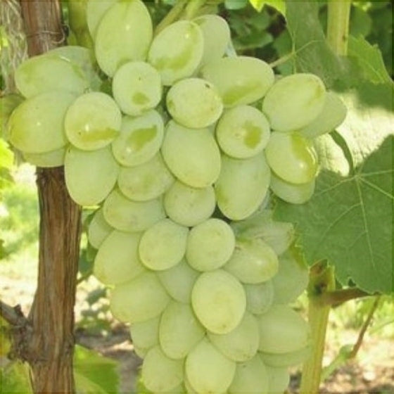 Butas Vita de Vie de Masa "Victoria", 1 Bucata