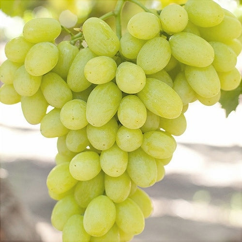 Butas Vita de Vie de Masa "Victoria", 1 Bucata