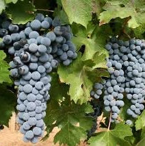 Butas Vita de Vie "Cabernet Sauvignon", 1 Bucata