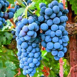 Butaș Viță de Vie "Cabernet Sauvignon"