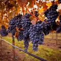 Butaș Viță de Vie "Cabernet Sauvignon"